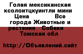 Голая мексиканская ксолоитцкуинтли мини › Цена ­ 20 000 - Все города Животные и растения » Собаки   . Томская обл.